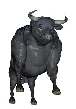 Agressive bull