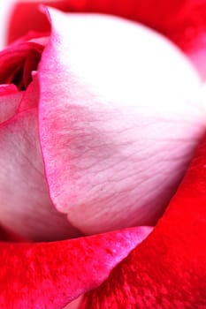 background of unusual beautiful red rose