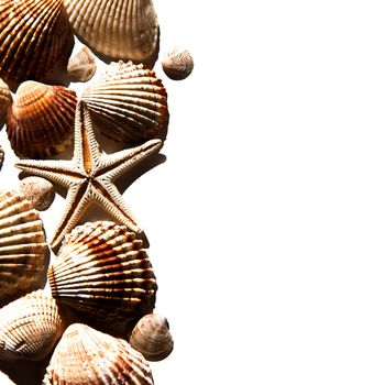sea shells and star 