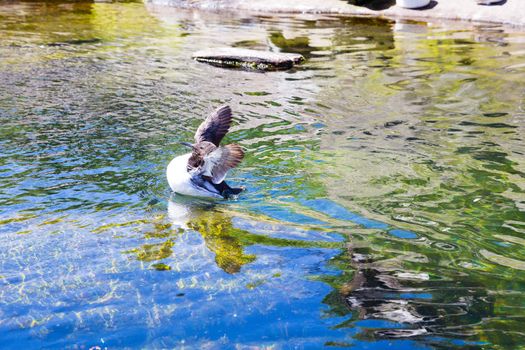 Waterfowl at Zoo in Water