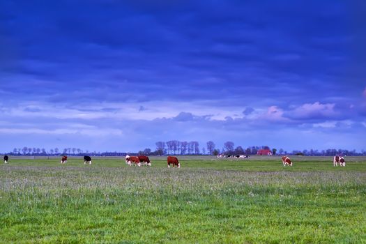 cattle grazing on pasture at sunset