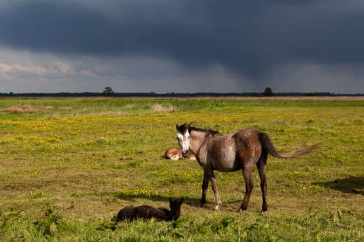 horse and foals on pasture