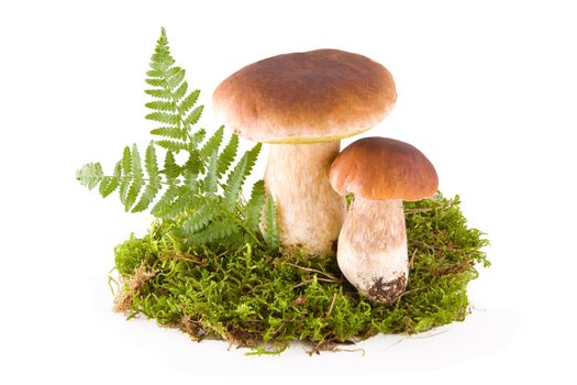 Mushrooms with moss