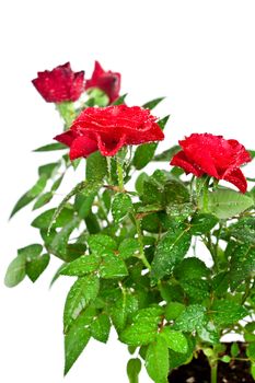 red roses with water drops