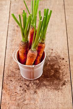 fresh carrots bunch in white bucket
