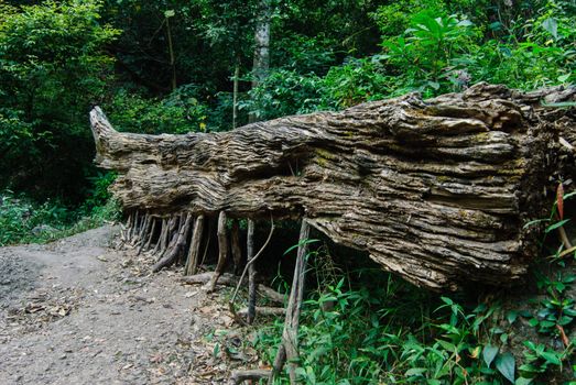 A big log in rain forest