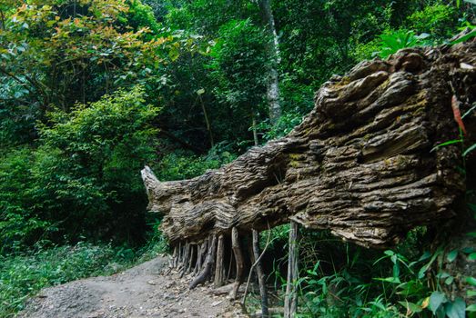 A big log in rain forest