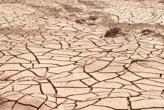 Dry land texture in desert.