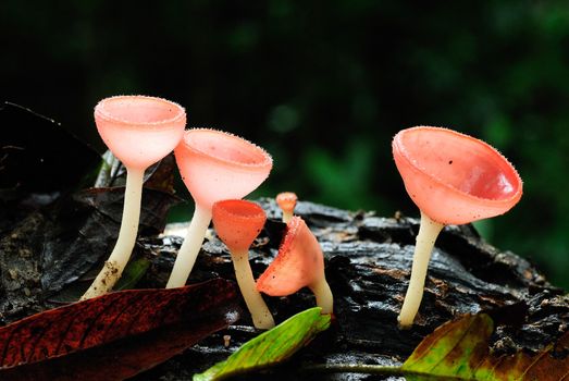 Mushroom in Rainforest,Thailand