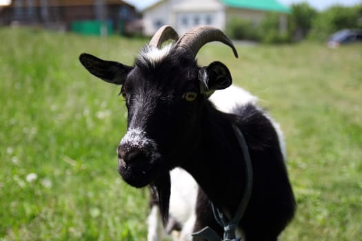 black-and-white goat