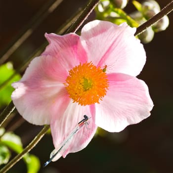 Morning sunshine backlight shining through pink Anemone japonica or Japanese anemone flowers with damselfly and spider