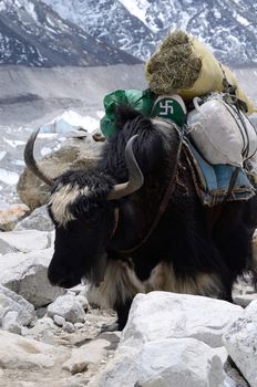 Domestic nepalese yak with swastika symbol,Himalaya mountains