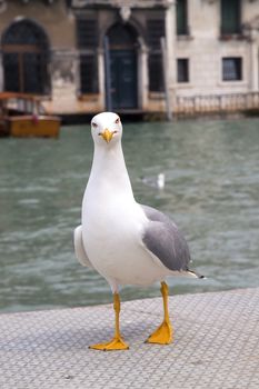 Proud seagull in port 