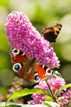 Pink butterfly bush flowers in summer with Peacock- and small tortoiseshell butterflies