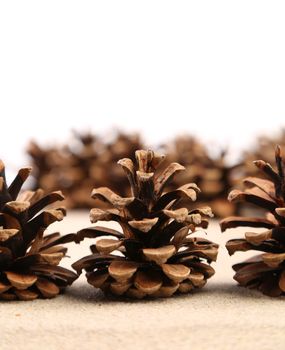 background of pine cones arranged on the sand