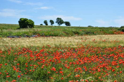 Grain field with poppies