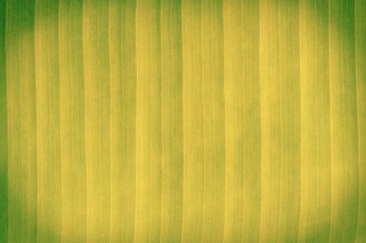 Abstract color banana leaves. 