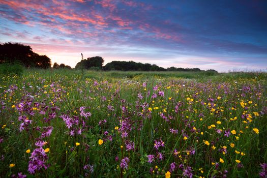 pink wildflowers at sunset