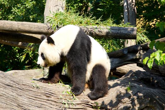 Cute giant panda standing up after sleeping
