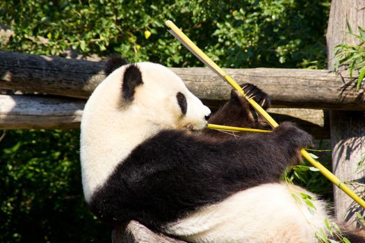 Relaxed giant Panda eating fresh bamboo