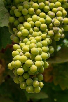 Bunch of green grapes on grapevine in vineyard