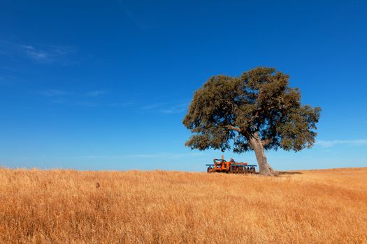 Single tree in a wheat field on a background of blue sky, beautiful scenery 
