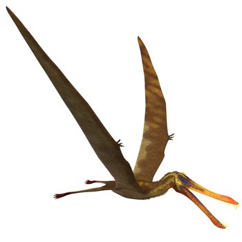 Anhanguera Pterosaur