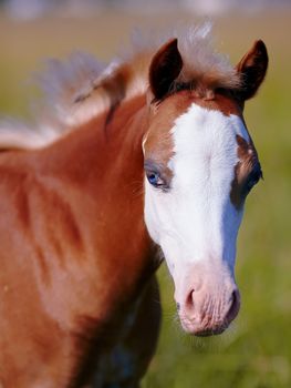 Portrait of a foal with a white muzzle and blue eyes.
