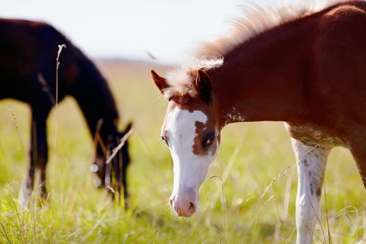 Portrait of a foal with a white muzzle on a meadow. 