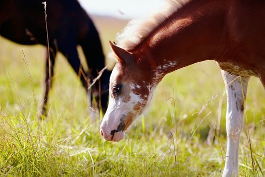 Portrait of a foal with a white muzzle on a pasture. 