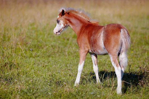 Red with white a foal on a pasture.