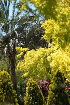 Spectacular display of yellow foliage