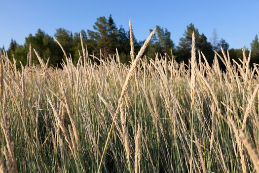 fescue grass in a forest in a sunny summer day