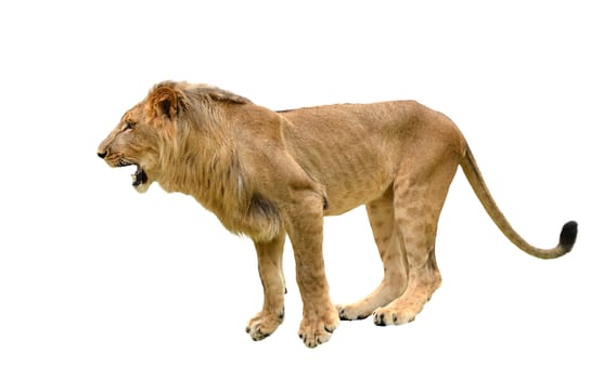 lion isolated