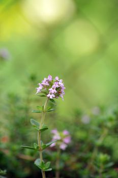 Thymus - healing herb and condiment growing in nature 