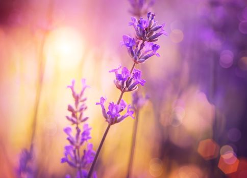 Flowers. Floral Abstract Purple Design. Soft Focus
