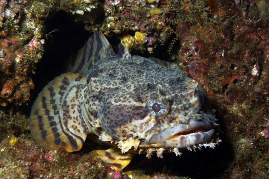 Oyster Toadfish 