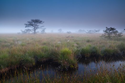 dense mist over swamp