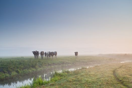 cattle on morning pasture in fog