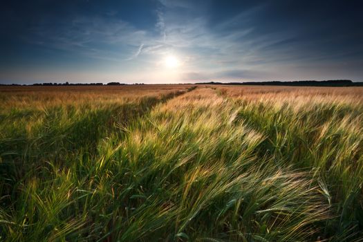 wheat and barley field