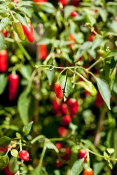spicy red hot chilli pepper on tree in summer outdoor