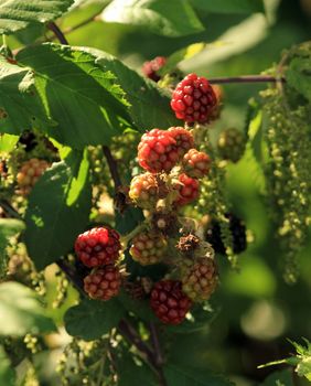 Non mature blackberry fruits
