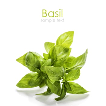 basil leaves 