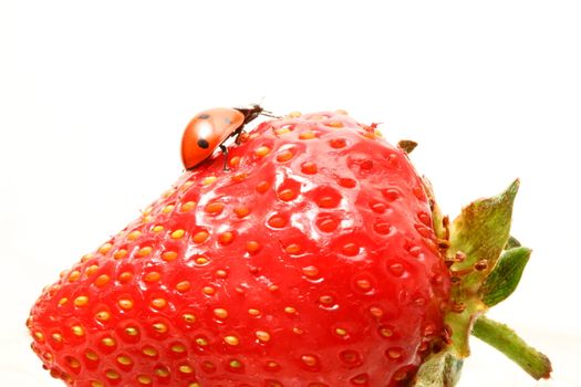 ladybug gourmet