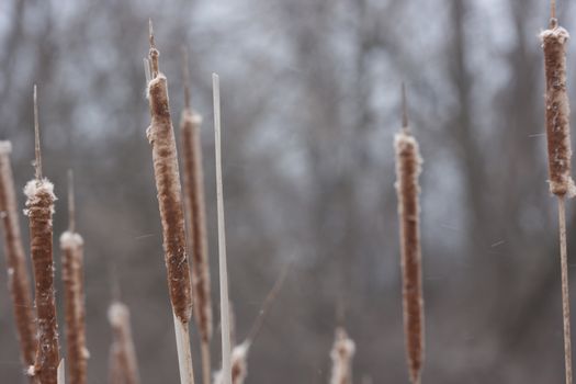 cattail reeds