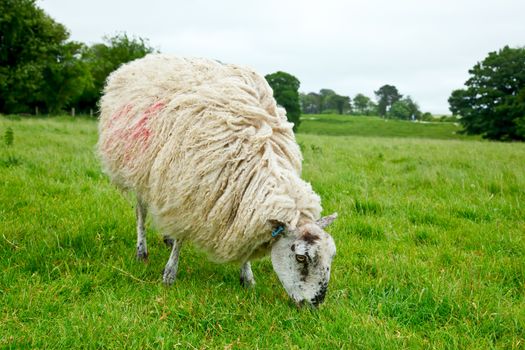 Sheep grazing at pasture in England
