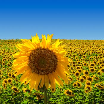 Big Sunflower on Sunflower Field