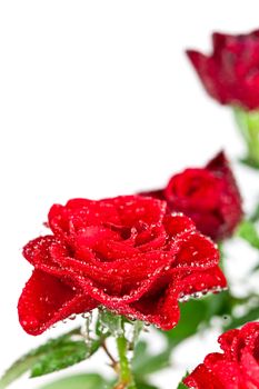 red roses with water drops