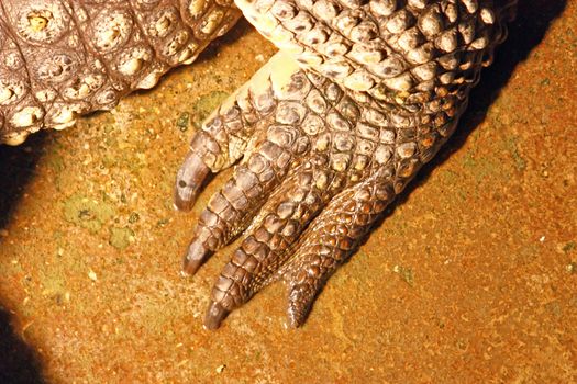 Crocodile leg