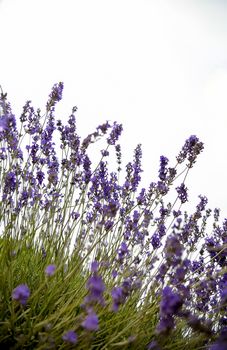 Plenty of lavender flower